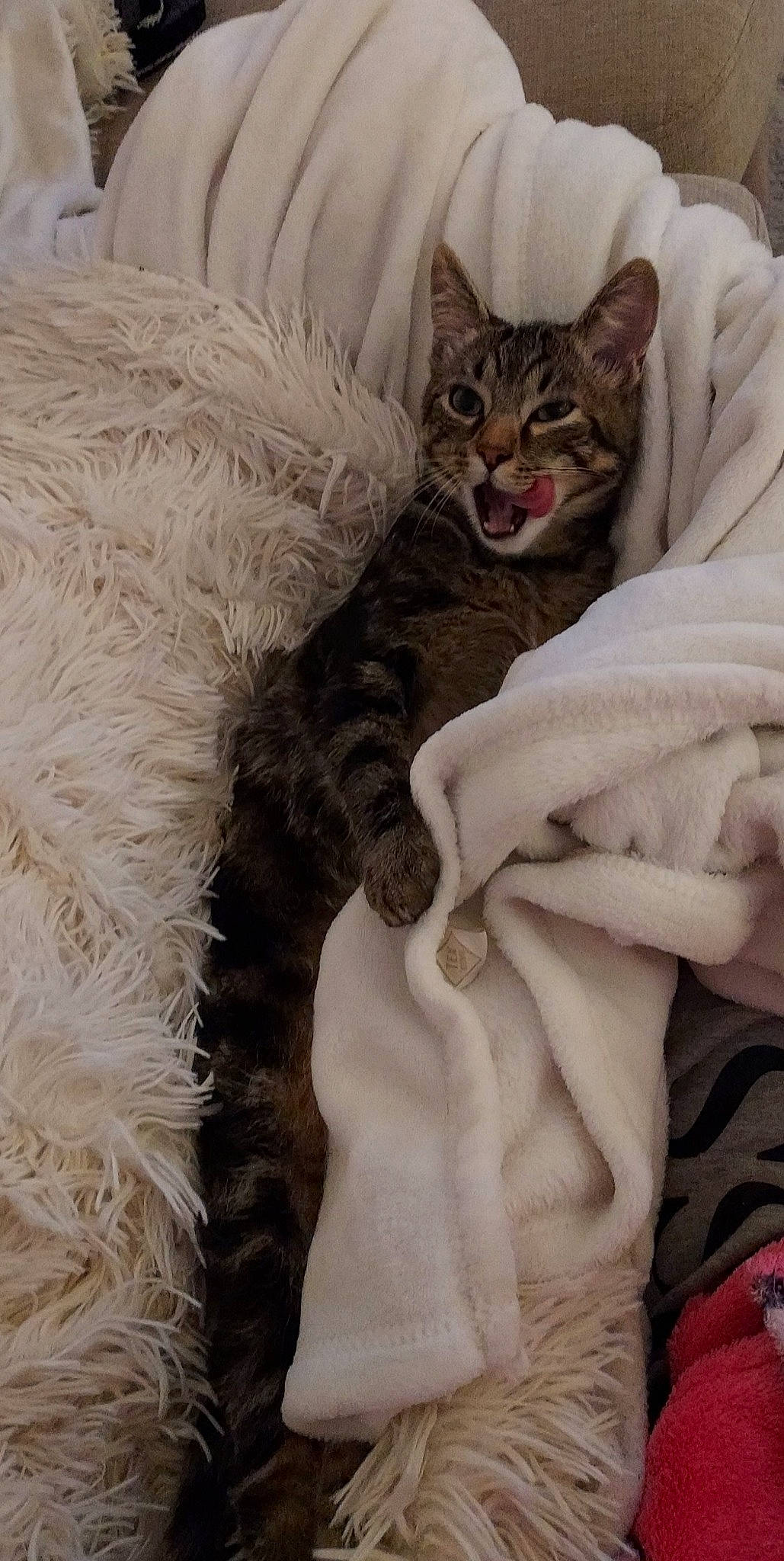 Boule participe au concours pour gagner de l'argent avec cette photo : bed, bedding, carnivore, cat, comfort, domestic_short_haired_cat, fawn, felidae, fur, grey, linens, nap, pattern, paw, sitting, small_to_medium_sized_cats, snout, tail, throw_pillow, whiskers