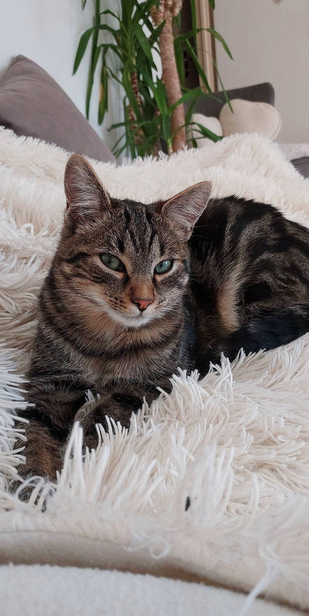 Boule participe au concours pour gagner de l'argent avec cette photo : carnivore, cat, claw, domestic_short_haired_cat, event, fawn, felidae, fur, grass, houseplant, paw, plant, small_to_medium_sized_cats, snout, tail, terrestrial_animal, tree, whiskers, wildlife, window