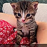 Boby participe au concours pour gagner de l'argent avec cette photo : kitten, cat, tabby, animal, pet, cute, small, blue_eyes, red_dress, floral_pattern, sitting, indoors, couch, cushion, lamp, human_arm, fur, whiskers, close_up, portrait