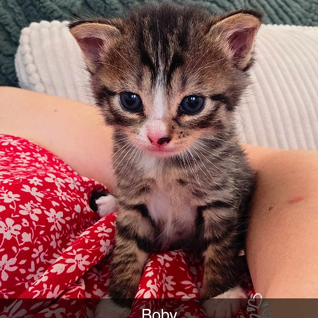 Boby