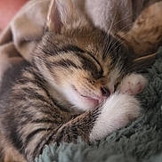 Boby participe au concours pour gagner de l'argent avec cette photo : kitten, cat, sleeping, tabby, paw, fur, closeup, cozy, blanket, texture, cute, animal, pet, rest, comfort, whiskers, small, relaxing, feline, snuggle