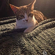 Baya participe au concours pour gagner de l'argent avec cette photo : cat, pet, animal, feline, indoor, blanket, texture, sunlight, shadow, cozy, relaxed, cute, fur, whiskers, ears, resting, portrait, warm_light, hand_drawn, gesture