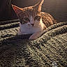 cat, pet, animal, feline, indoor, blanket, texture, sunlight, shadow, cozy, relaxed, cute, fur, whiskers, ears, resting, portrait, warm_light, hand_drawn, gesture