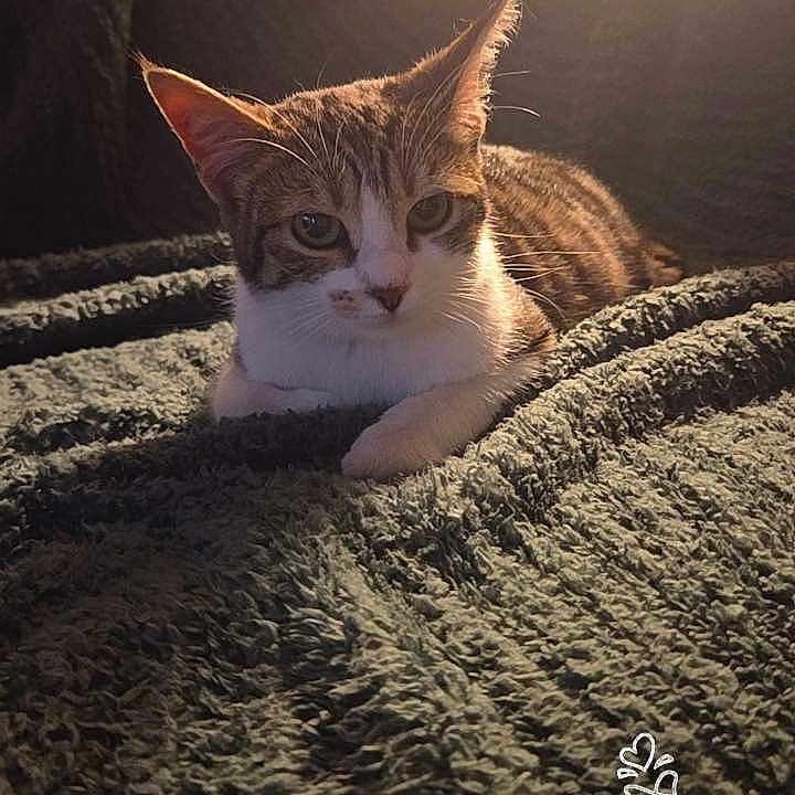 Baya