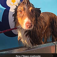 Baloo participe au concours pour gagner de l'argent avec cette photo : wet_dog, dog, animal, mohawk, fur, blue_wall, cartoon_dog, leash, sad_expression, close_up, outdoor, pet, canine, portrait, water_drops, snout, ears, face, looking_at_camera, daylight