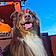 Baloo