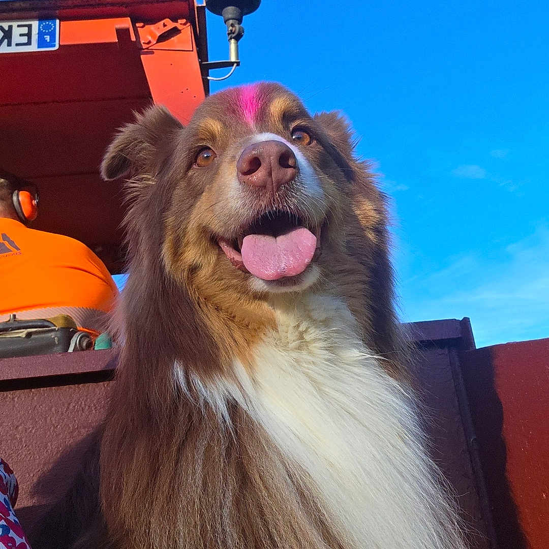 Baloo