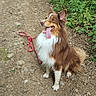 Baloo a rejoint le concours — aidez-le/la à gagner de superbes lots ! dog, brown, white, fluffy, leash, dirt_path, greenery, outdoor, nature, canine, pet, tongue_out, sitting, ears_up, happy, animal, walk, trail, fur, companion