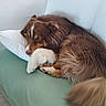 dog, couch, white_cushion, green_couch, indoor, plant, leafy_plant, wooden_panel, relaxed, pet, fur, brown_dog, white_paw, tail, floor_tile, cozy, resting, domestic_animal, living_room, comfortable