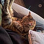 animal, blanket, cat, comfort, couch, cozy, cushion, feline, fur, home, indoor, legs, nap, paw, pet, relaxed, resting, sleeping, tabby, whiskers