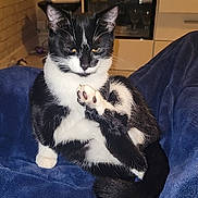 Bella participe au concours pour gagner de l'argent avec cette photo : cat, black_and_white, pet, indoor, blanket, blue_blanket, cute, feline, raised_leg, resting, fur, animal, cozy, home, cabinet, brick_wall, paw, whiskers, tail, relaxed