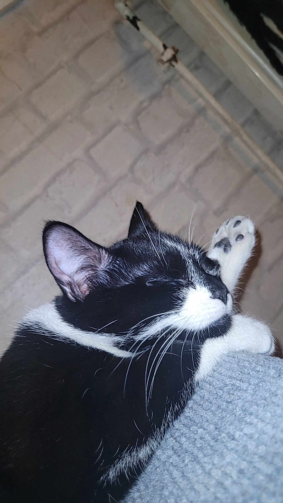 Bella a rejoint le concours — aidez-le/la à gagner de superbes lots ! cat, black_and_white, sleeping, paw, whiskers, close_up, indoor, feline, resting, fur, pet, cute, cozy, relaxed, animal, mammal, texture, brick_wall, soft, domestic_cat