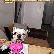 Ruben a rejoint le concours — aidez-le/la à gagner de superbes lots ! french_bulldog, dog, pet, living_room, sofa, table, wooden_table, sticker, heart_sticker, indoor, cozy, canine, animal, cute, loyal, companion, text_overlay, papers, home, decor