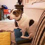 Newton a rejoint le concours — aidez-le/la à gagner de superbes lots ! canidae, carnivore, companion_dog, danish_swedish_farmdog, dog, dog_breed, fawn, fox_terrier, jack_russell_terrier, mammal, parson_russell_terrier, russell_terrier, vertebrate