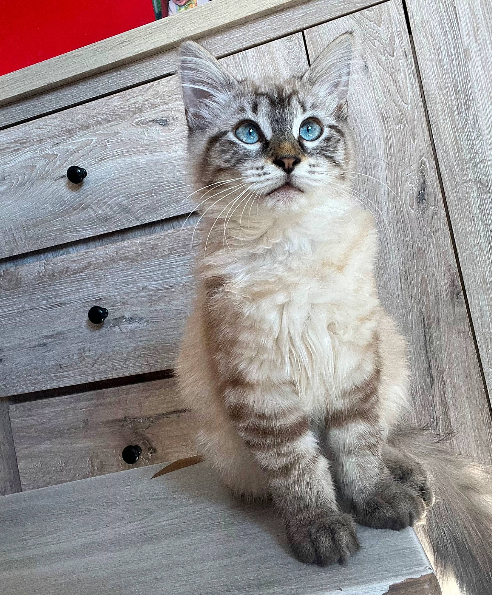 Minie participe au concours pour gagner de l'argent avec cette photo : carnivore, cat, claw, domestic_short_haired_cat, door, felidae, flooring, fur, hardwood, pattern, paw, rectangle, sitting, small_to_medium_sized_cats, snout, tail, terrestrial_animal, whiskers, window, wood