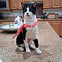 cat, black_and_white_cat, pink_harness, kitchen, countertop, cutting_board, water_jug, bowl, utensils, cabinet, appliance, indoor, pet, animal, curious, sitting, domestic, feline, household, well_lit