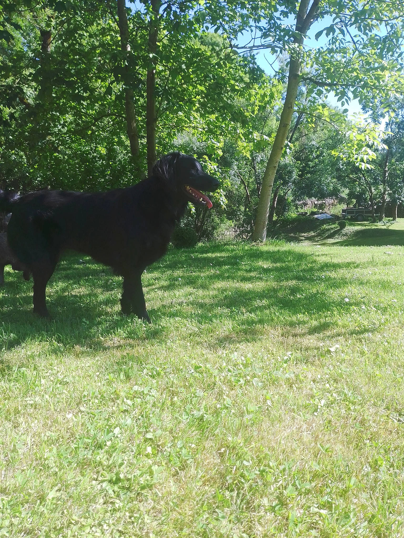 Milka a rejoint le concours — aidez-le/la à gagner de superbes lots ! borador, canidae, carnivore, companion_dog, dog, dog_breed, grass, grassland, groundcover, gun_dog, pasture, plant, shade, shrub, sporting_group, tail, terrestrial_animal, tints_and_shades, tree, working_animal