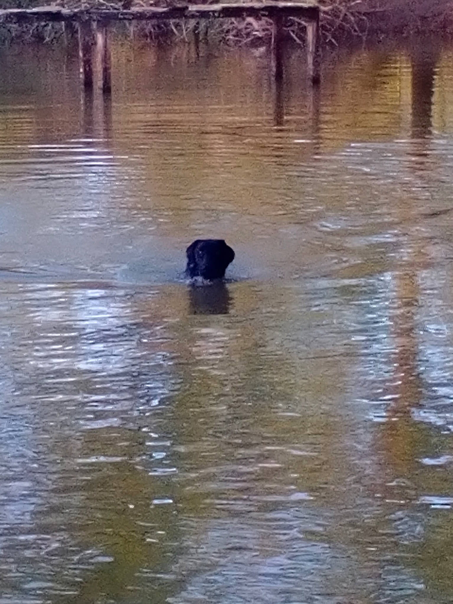 Milka participe au concours pour gagner de l'argent avec cette photo : canidae, carnivore, dog_breed, fluvial_landforms_of_streams, grass, lacustrine_plain, lake, liquid, natural_landscape, reflection, sporting_group, tail, terrestrial_animal, tree, water, water_bird, wetland, wildlife, wood, working_animal