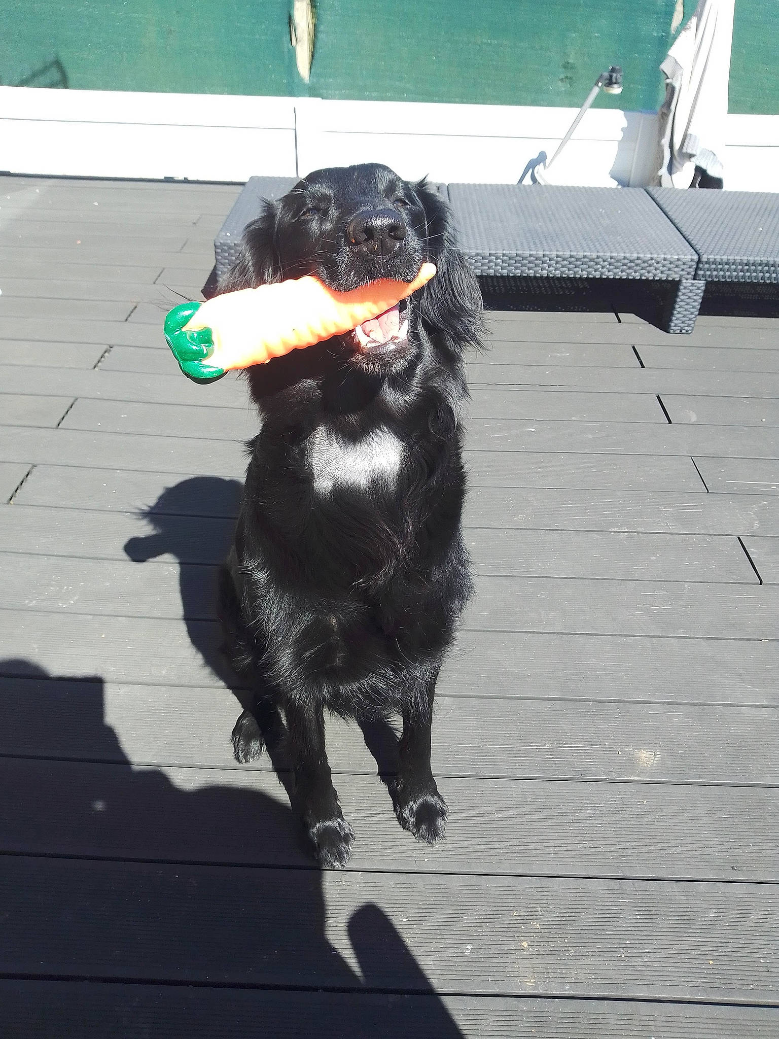 Milka participe au concours pour gagner de l'argent avec cette photo : asphalt, carnivore, collar, companion_dog, dog, dog_breed, dog_collar, dog_supply, fashion_accessory, flooring, fur, leash, mammal, road_surface, shadow, sidewalk, tail, vertebrate, wood, working_animal