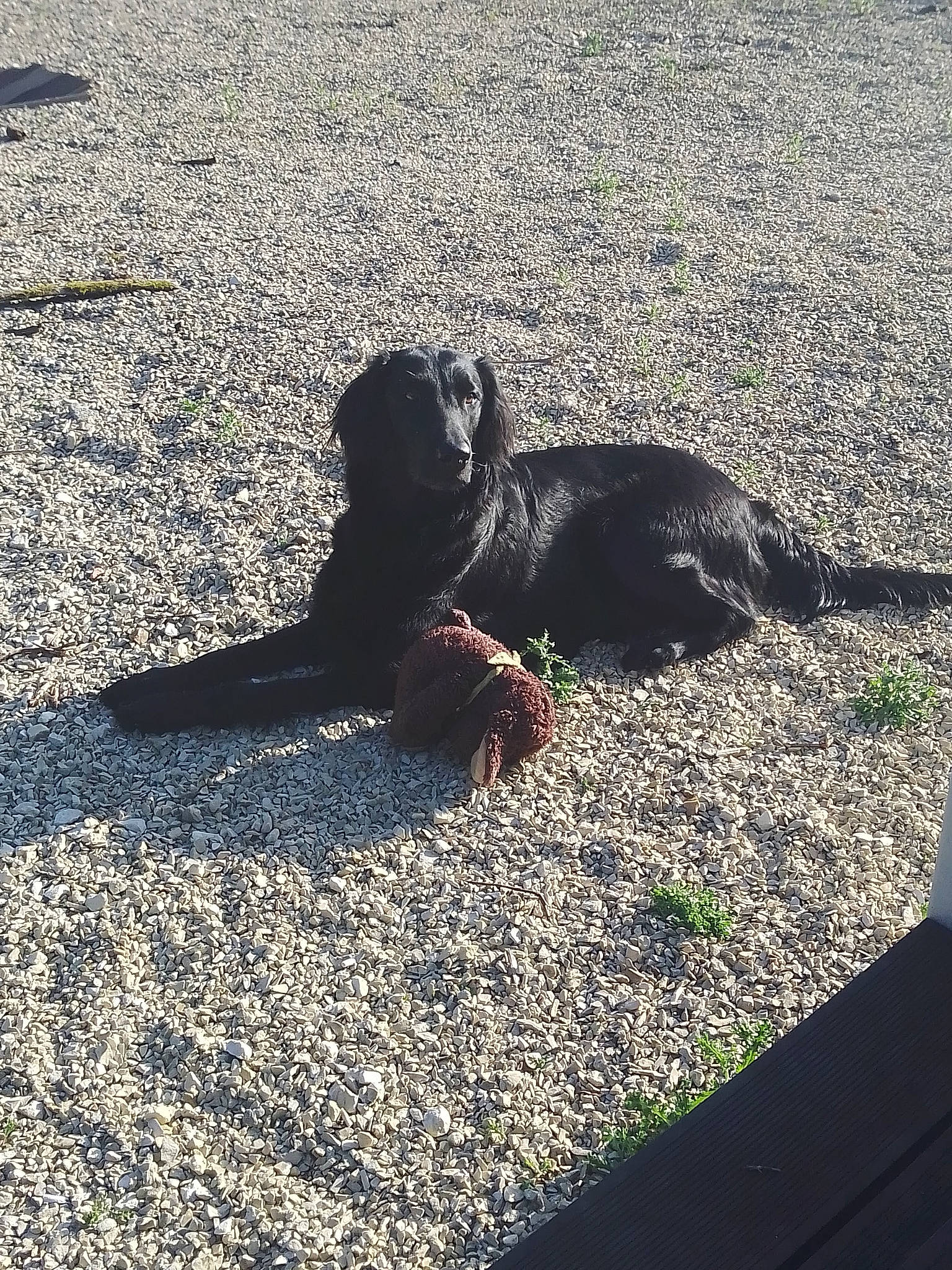 Milka a rejoint le concours — aidez-le/la à gagner de superbes lots ! asphalt, carnivore, companion_dog, concrete, dog, dog_breed, flooring, grass, leash, reptile, road_surface, scaled_reptile, sidewalk, snout, soil, sunlight, tail, tar, terrestrial_animal, tints_and_shades