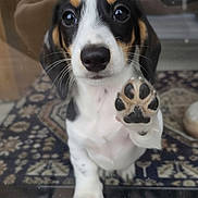 Lia joined the competition — help win amazing prizes! puppy, dog, paw, glass, window, indoor, carpet, cute, pet, animal, closeup, black_and_white, brown, small, young, looking, front_view, expression, domestic, furry