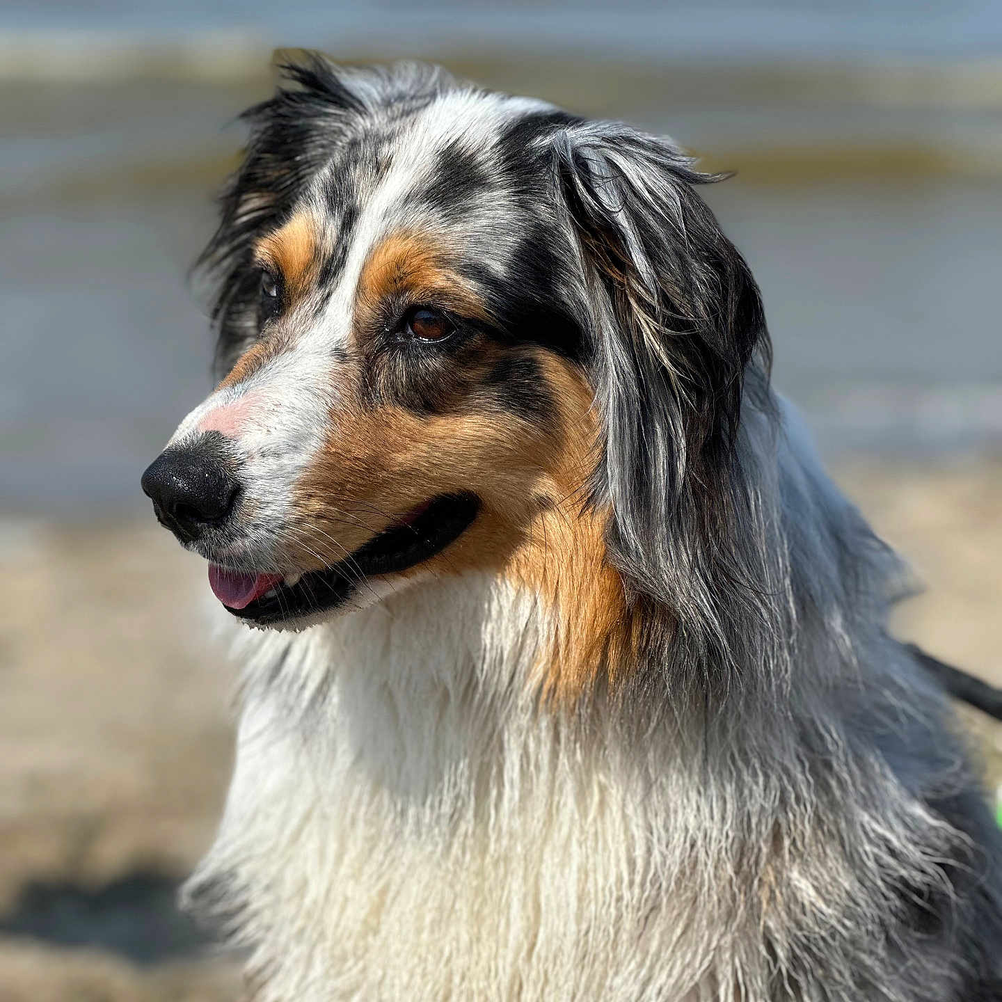 Shelby participe au concours pour gagner de l'argent avec cette photo : animal, animal_face, australian_shepherd, beach, canine, closeup, dog, ears, fluffy, friendly, fur, nature, ocean, outdoor, pet, portrait, snout, tricolor, water, wet_fur