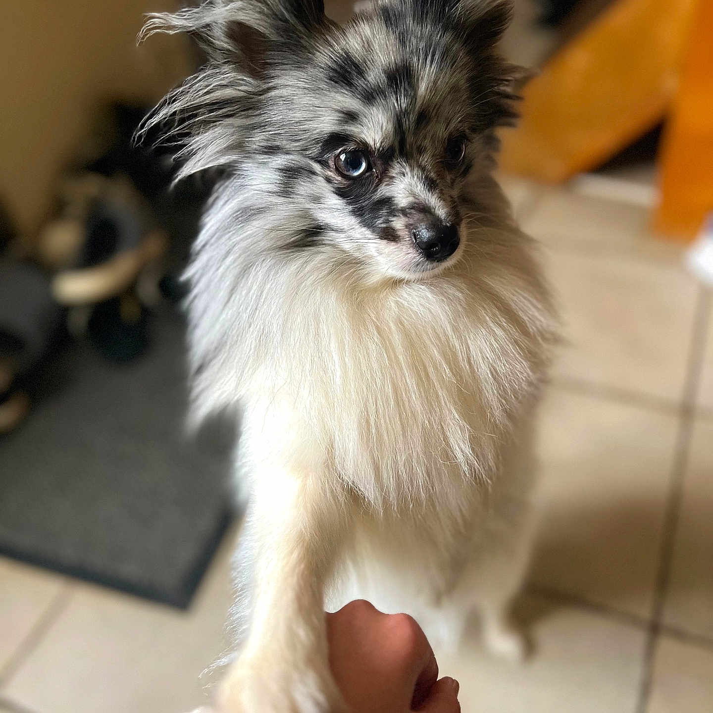 Moon participe au concours pour gagner de l'argent avec cette photo : animal, baby, bodypart, canine, cat, cockerspaniel, dog, eskimodog, finger, hand, hardwood, papillon, person, pet, puppy, wood