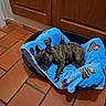  brindle_coat, animal, bed, black_bed, blanket, blue_blanket, cozy, cute, dog, french_bulldog, home, indoor, lying_down, pet, portrait, relaxed, sleeping, teddy_bears, tile_floor, wooden_cabinets