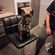 Olly participe au concours pour gagner de l'argent avec cette photo : dog, french_bulldog, pet, sitting, chair, kitchen, indoors, leopard_print, clothing, portrait, animal, ears, face, dark_coat, tile, refrigerator, oven, bar_stool, human, home