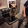 dog, french_bulldog, pet, sitting, chair, kitchen, indoors, leopard_print, clothing, portrait, animal, ears, face, dark_coat, tile, refrigerator, oven, bar_stool, human, home