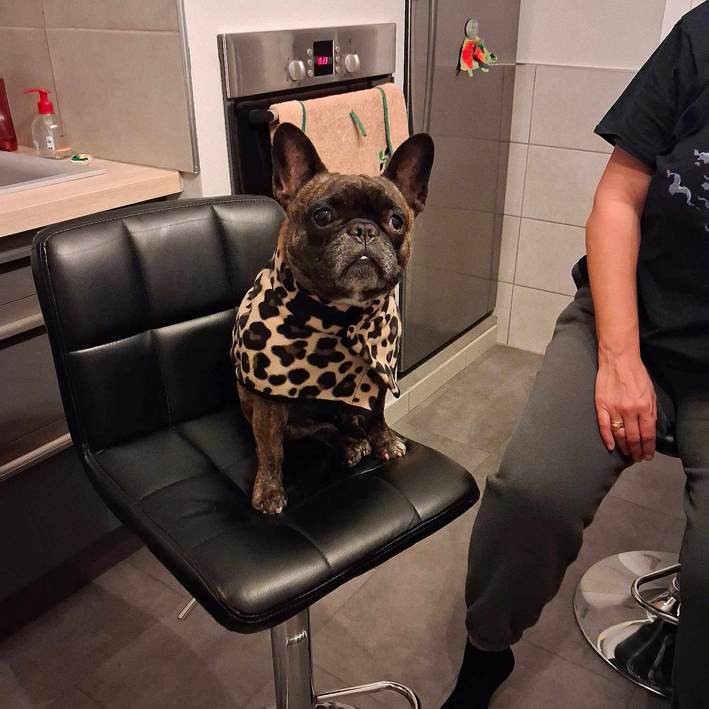 Olly participe au concours pour gagner de l'argent avec cette photo : dog, french_bulldog, pet, sitting, chair, kitchen, indoors, leopard_print, clothing, portrait, animal, ears, face, dark_coat, tile, refrigerator, oven, bar_stool, human, home