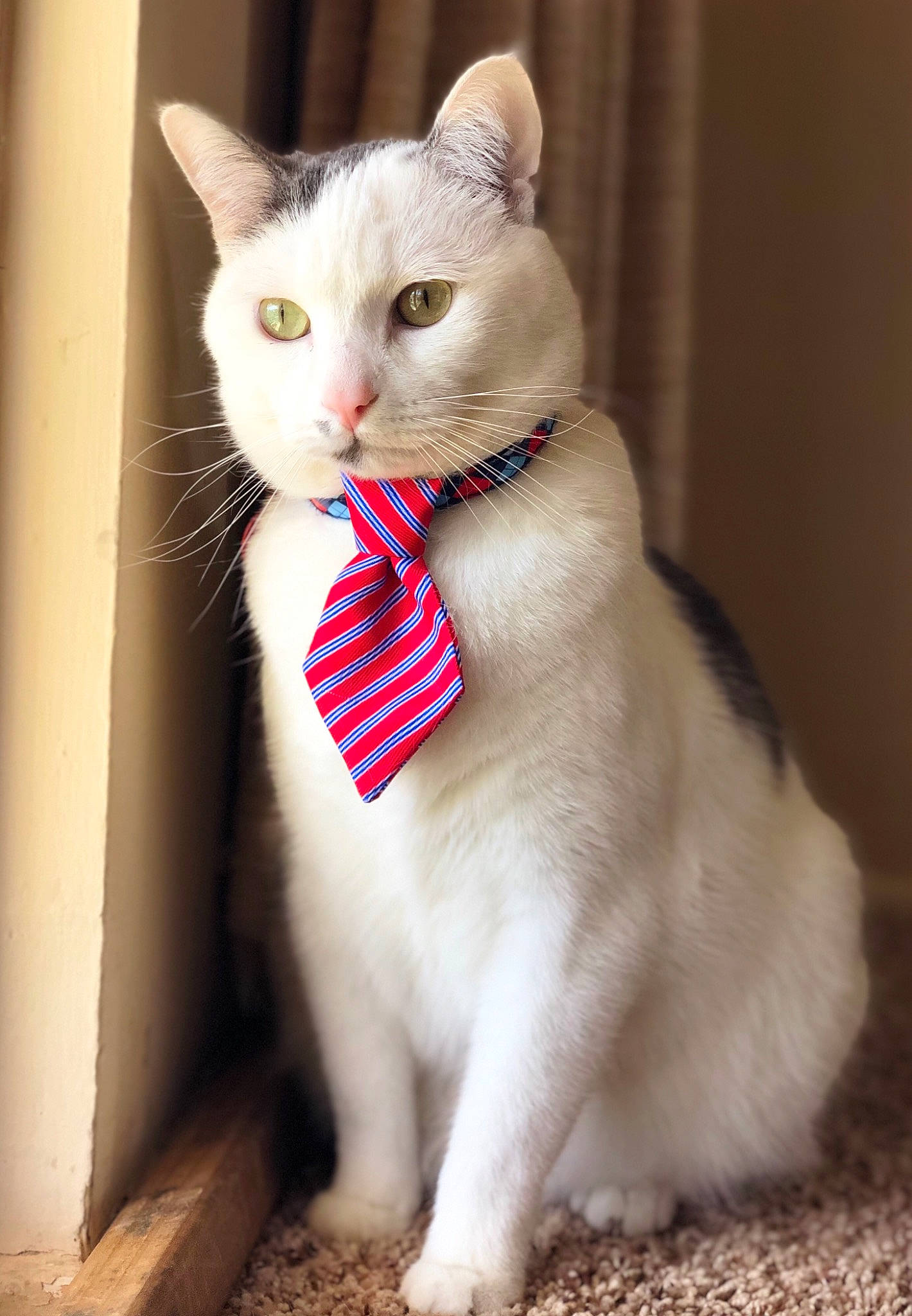 Berry joined the competition — help win amazing prizes! carnivore, cat, collar, domestic_short_haired_cat, ear, fawn, felidae, fur, paw, small_to_medium_sized_cats, snout, tail, tie, whiskers, window