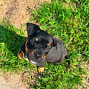 Valkyrie joined the competition — help win amazing prizes! puppy, dog, grass, outdoor, sunlight, black_fur, tan_fur, cute, young_dog, pet, animal, nature, playful, small, looking_up, ears, nose, eyes, ground, sunny
