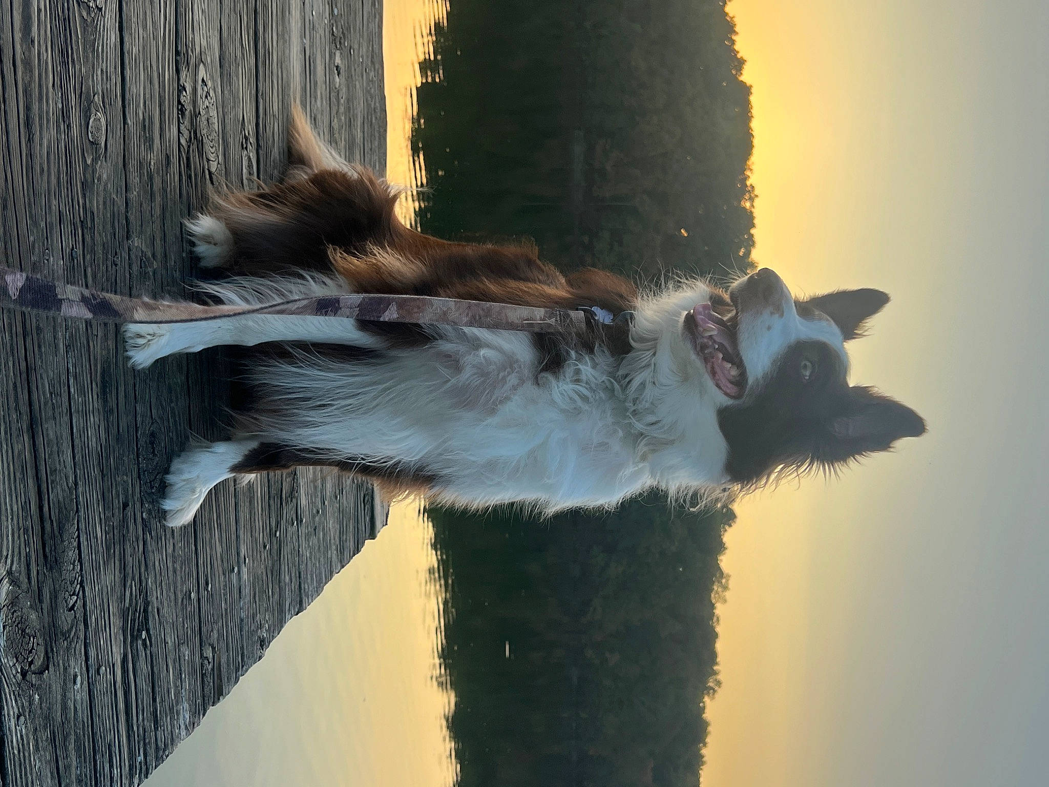 Gunner joined the competition — help win amazing prizes! backlighting, carnivore, companion_dog, dog, dog_breed, fur, landscape, plant, reflection, shadow, sky, sporting_group, sunlight, tail, tints_and_shades, tree, water, whiskers, wood