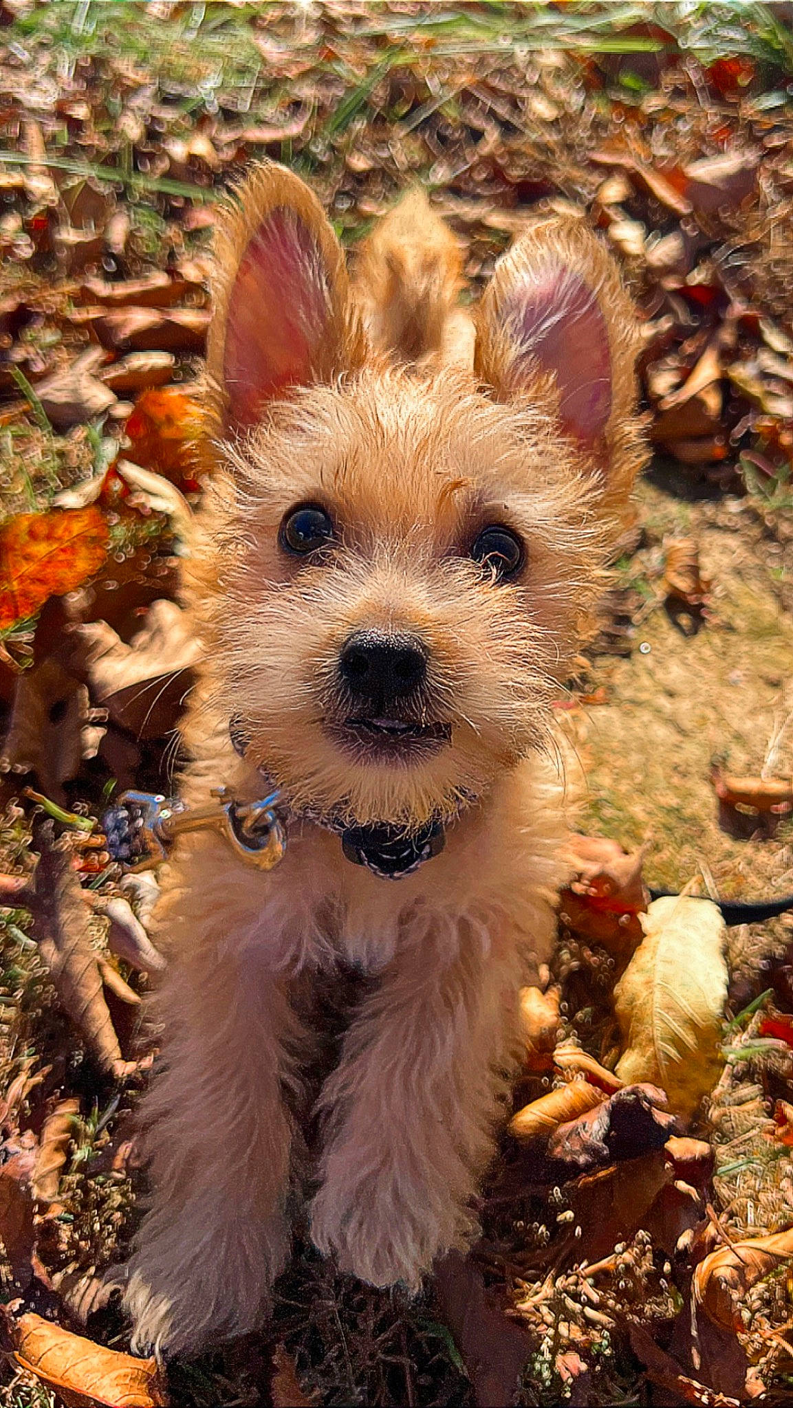 Goose is registered to the contest to win money with this photo: canidae, carnivore, collar, companion_dog, dog, dog_breed, dog_collar, dog_supply, fawn, fur, grass, snout, soil, sporting_group, terrestrial_animal, terrier, toy_dog, whiskers, working_animal