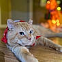 bandana, blurred_background, bokeh, cat, close_up, feline, green_eyes, holiday_decor, indoor, lying_down, orange_cat, paws, pet, portrait, relaxed, shallow_depth_of_field, tabletop, warm_lighting, whiskers, wooden_floor