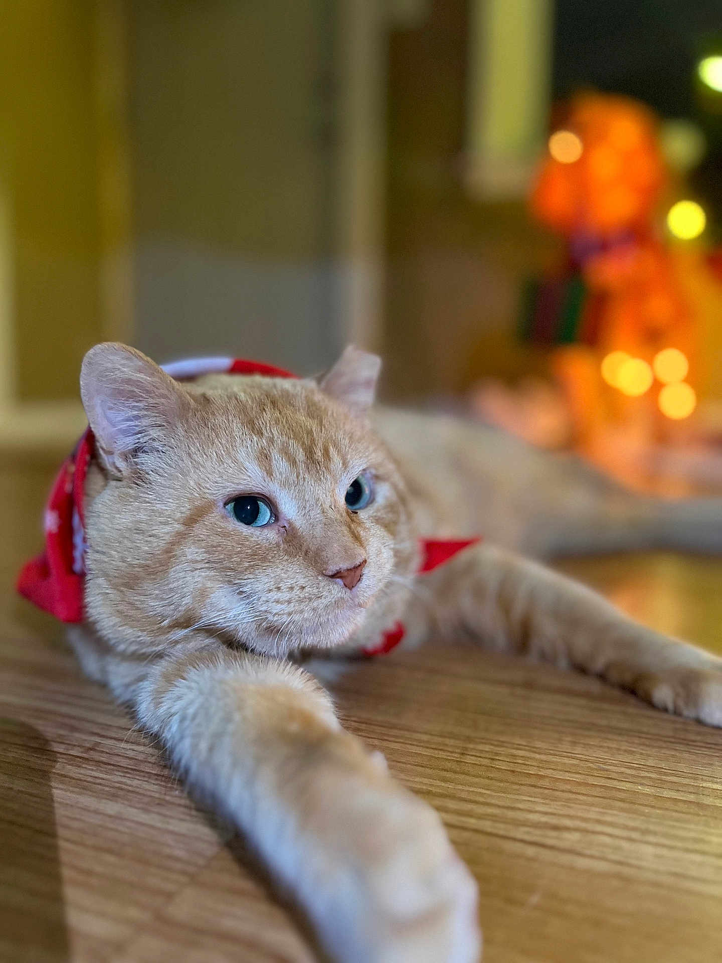 Nugget joined the competition — help win amazing prizes! bandana, blurred_background, bokeh, cat, close_up, feline, green_eyes, holiday_decor, indoor, lying_down, orange_cat, paws, pet, portrait, relaxed, shallow_depth_of_field, tabletop, warm_lighting, whiskers, wooden_floor