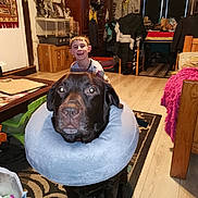 Roméo a rejoint le concours — aidez-le/la à gagner de superbes lots ! art, carnivore, chair, comfort, companion_dog, dog, dog_breed, event, fawn, flooring, fur, furniture, guard_dog, hardwood, picture_frame, room, sporting_group, table, wood, working_animal