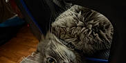 Dababy is registered to the contest to win money with this photo: cat, gray_cat, fluffy, indoor, wooden_floor, chair, pet, animal, curious, upside_down, whiskers, ears, playful, feline, domestic_cat, fur, collar, looking, closeup, cozy