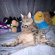 Dababy joined the competition — help win amazing prizes! cat, gray_tabby, plush_toys, bed, blanket, indoor, string_lights, curtain, relaxed_pose, feline, pet, stuffed_animal, colorful, fluffy, collar, soft_toys, resting, cute, animal, domestic_cat