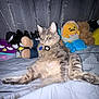 cat, gray_tabby, plush_toys, bed, blanket, indoor, string_lights, curtain, relaxed_pose, feline, pet, stuffed_animal, colorful, fluffy, collar, soft_toys, resting, cute, animal, domestic_cat