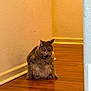 Dababy is registered to the contest to win money with this photo: cat, tabby, feline, pet, indoor, wooden_floor, collar, wall, beige, fur, sitting, animal, looking, whiskers, ears, flooring, corner, home, domestic, alert