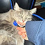 Dababy joined the competition — help win amazing prizes! cat, gray_cat, pet, feline, sleepy, biting, hand, finger, blue_sleeve, leather_chair, black_chair, indoor, close_up, fur, whiskers, collar, blue_tag, comfortable, relaxed, domestic_animal