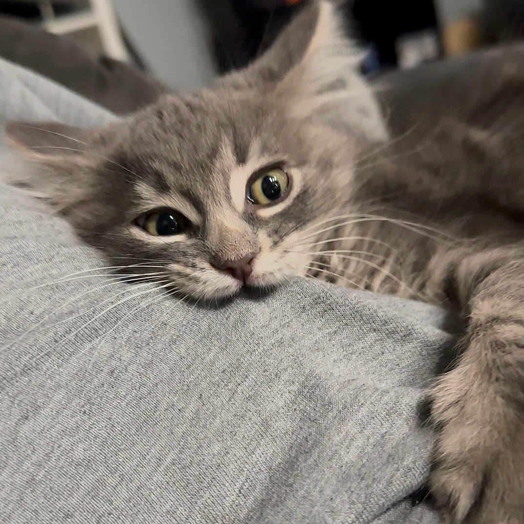 Dababy is registered to the contest to win money with this photo: animal, cat, close_up, cozy, cute, domestic_animal, eyes, face, feline, fur, gray_cat, indoor, lying_down, paw, pet, relaxed, resting, sleepy, soft_texture, whiskers