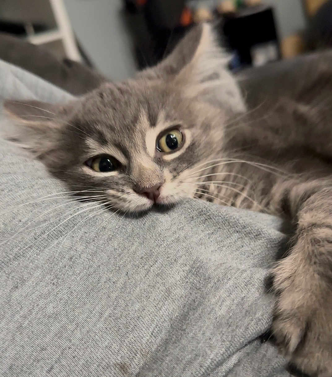 Dababy is registered to the contest to win money with this photo: cat, gray_cat, close_up, whiskers, fur, pet, animal, lying_down, relaxed, indoor, soft_texture, face, cute, feline, sleepy, resting, cozy, eyes, paw, domestic_animal