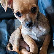 Rio a rejoint le concours — aidez-le/la à gagner de superbes lots ! puppy, dog, pet, animal, cute, small, brown, ears, paw, fur, sitting, leather, closeup, adorable, young, canine, portrait, indoor, looking, face