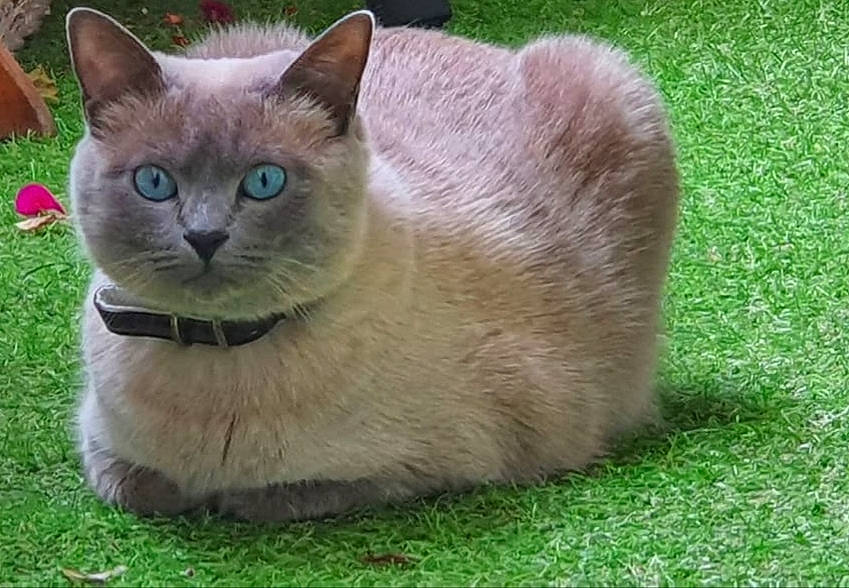 Vicky a rejoint le concours — aidez-le/la à gagner de superbes lots ! balinese, birman, carnivore, cat, domestic_short_haired_cat, eye, fawn, felidae, fur, grass, green, plant, siamese, small_to_medium_sized_cats, snout, tail, terrestrial_animal, thai, whiskers, wildlife