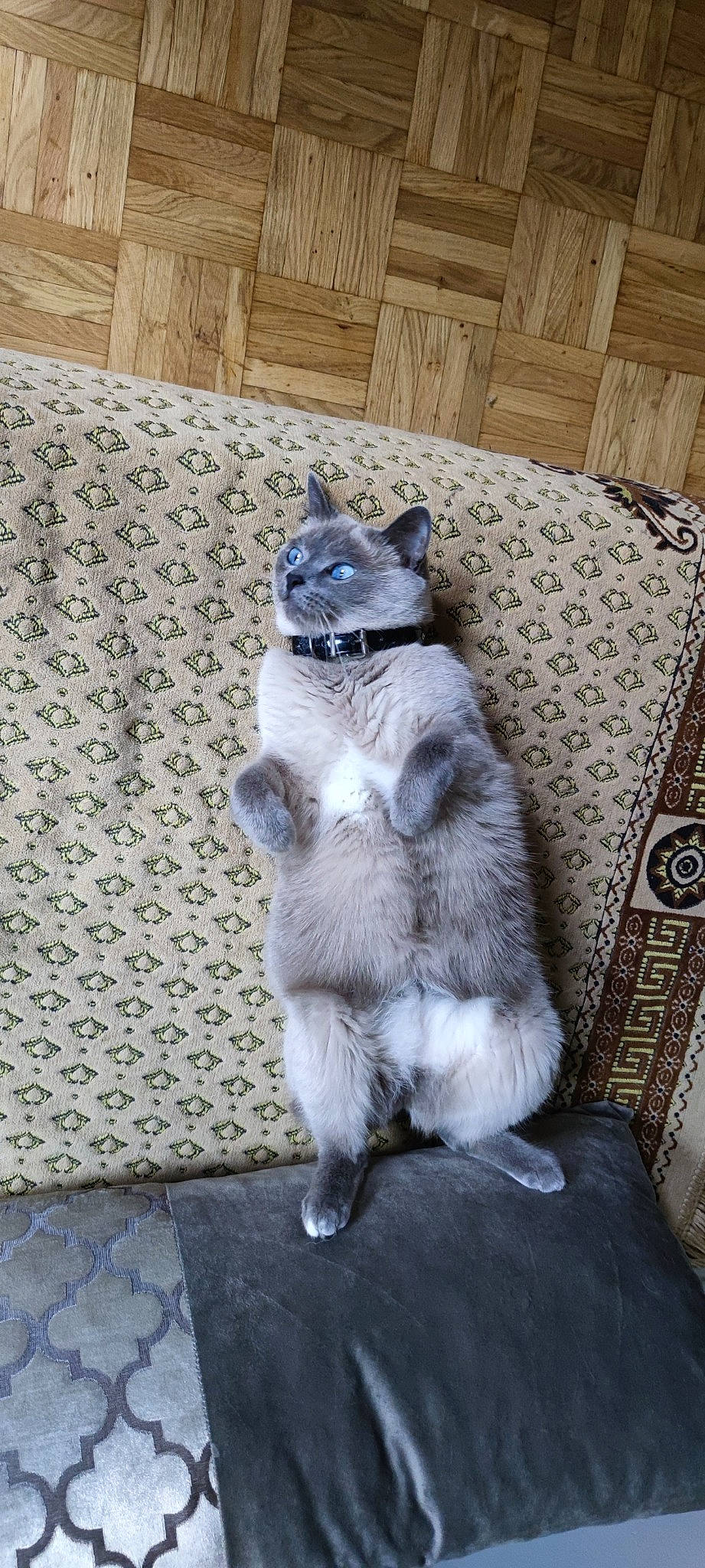 Vicky a rejoint le concours — aidez-le/la à gagner de superbes lots ! carnivore, cat, claw, comfort, dog_breed, domestic_short_haired_cat, electric_blue, felidae, flooring, fur, grey, hardwood, paw, sitting, small_to_medium_sized_cats, snout, tail, terrestrial_animal, whiskers, wood