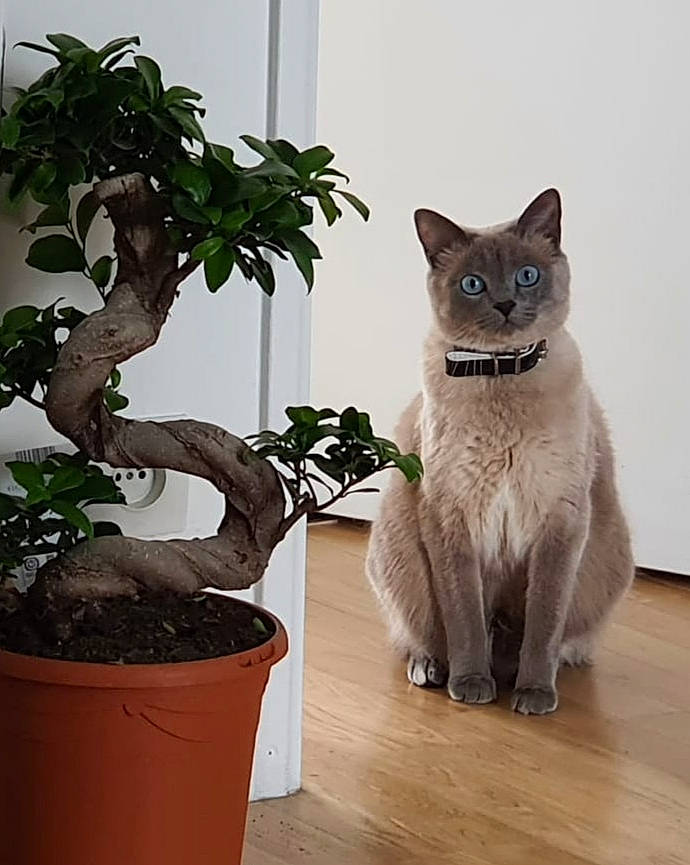 Vicky participe au concours pour gagner de l'argent avec cette photo : bonsai, carnivore, cat, domestic_short_haired_cat, fawn, felidae, flooring, flowerpot, grey, houseplant, pet_supply, plant, siamese, small_to_medium_sized_cats, snout, tail, thai, whiskers, window, wood