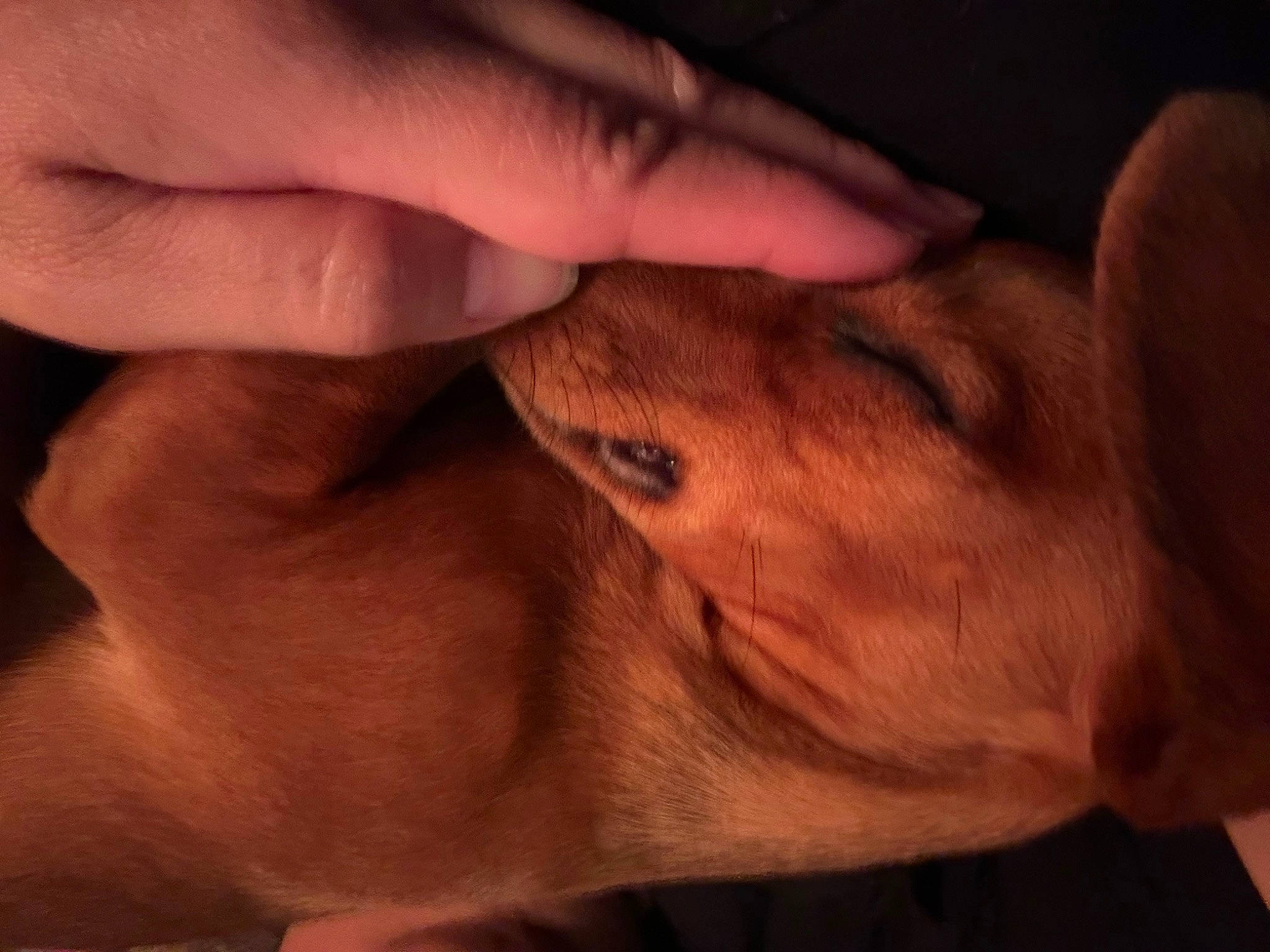 Chili is registered to the contest to win money with this photo: carnivore, cloud, comfort, companion_dog, dog, dog_breed, eyelash, fawn, finger, gesture, hand, human_leg, nail, snout, sporting_group, thumb, whiskers, wood, working_animal, wrinkle